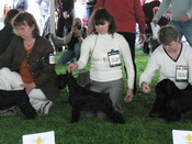 Euro dog show 2008  