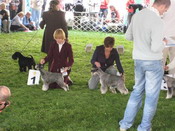   Euro dog show 2008